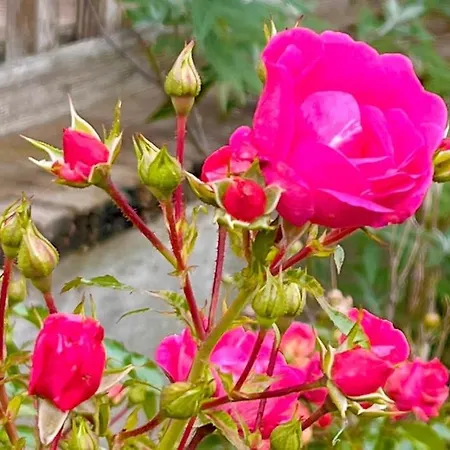 Apartment Attersee - Ganzes Ferienhaus, Seeblick, Kamin, Sauna Nussdorf am Attersee